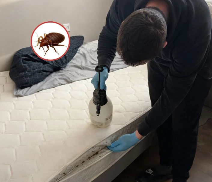 Technicien traitant un matelas contre les punaises de lit à Noiseau